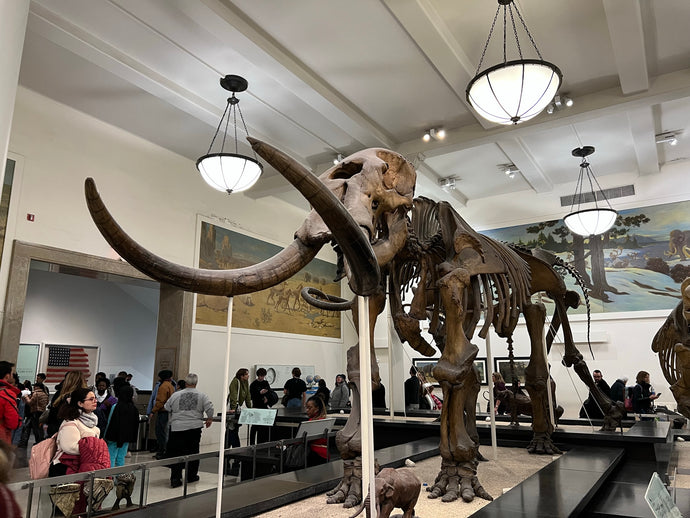 Explained: Pay What You Wish at the Museum of Natural History