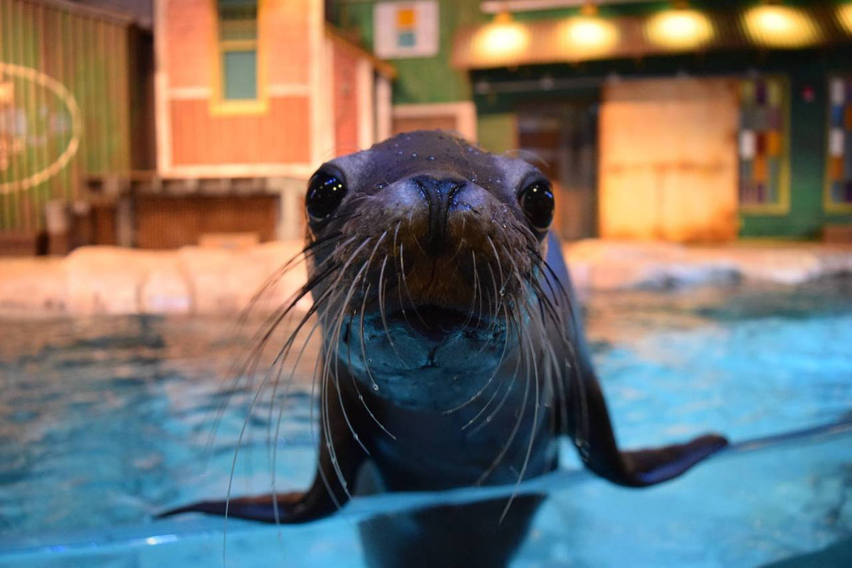 How Long Does It Take To Go Through The Georgia Aquarium? | Our Tips ...