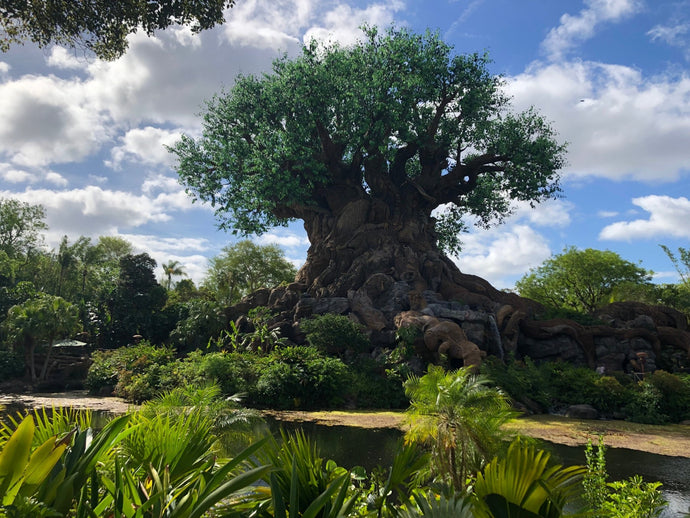 Dole Whip at Animal Kingdom | Best Locations & Guide
