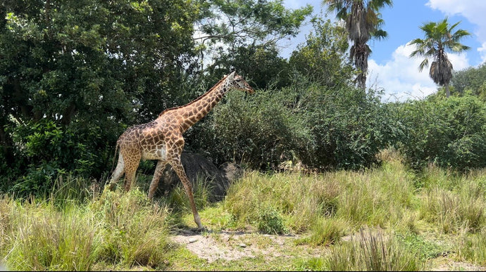 7 Best Animal Kingdom Rides That You Can't Miss