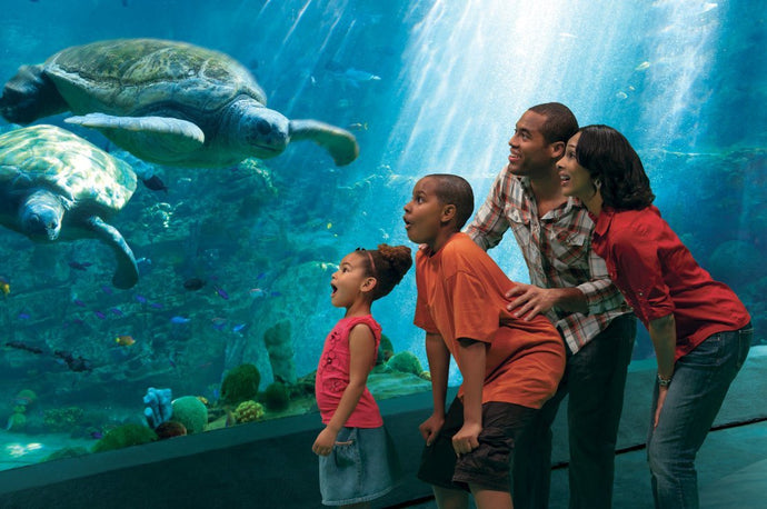 16 Best Tips for SeaWorld San Diego That You Can't Miss