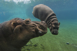 hippo san diego zoo