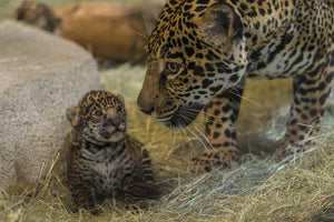 leopards at san diego zoo